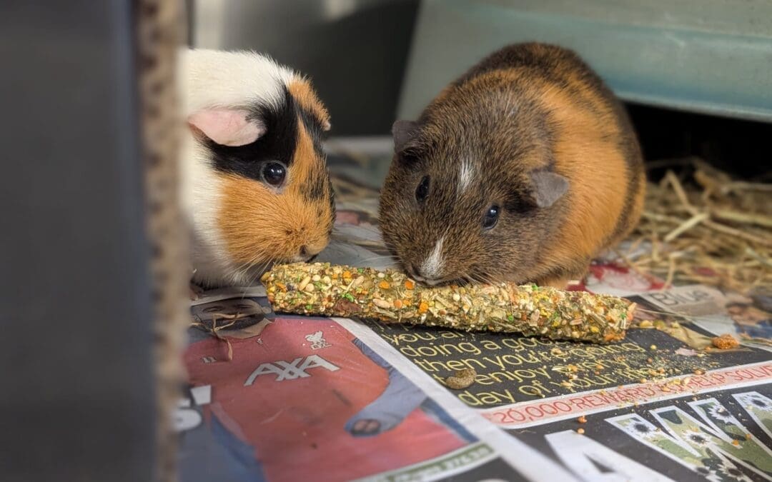 Cagney & Lacey