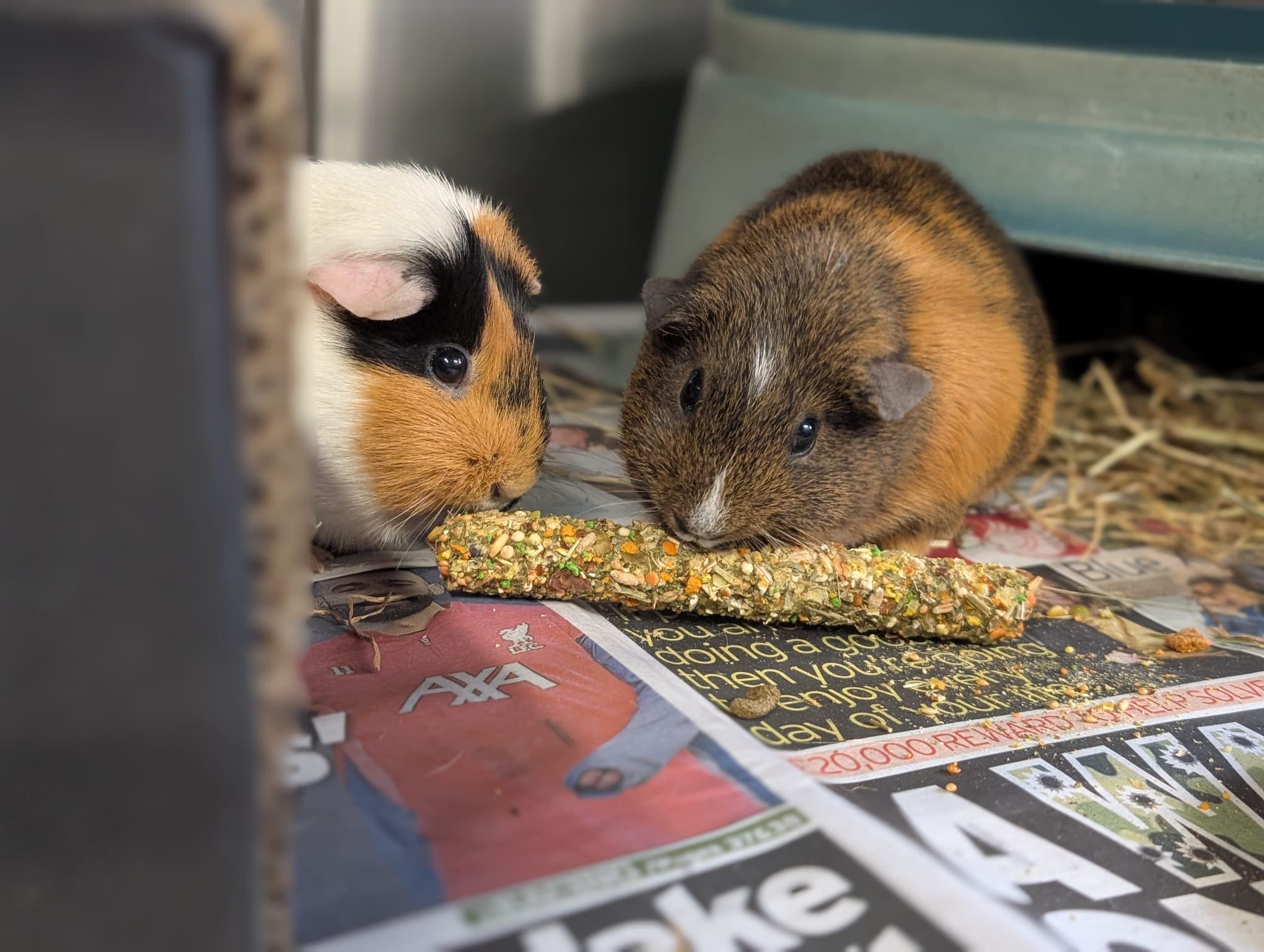 Cagney & Lacey — Guinea Pig
