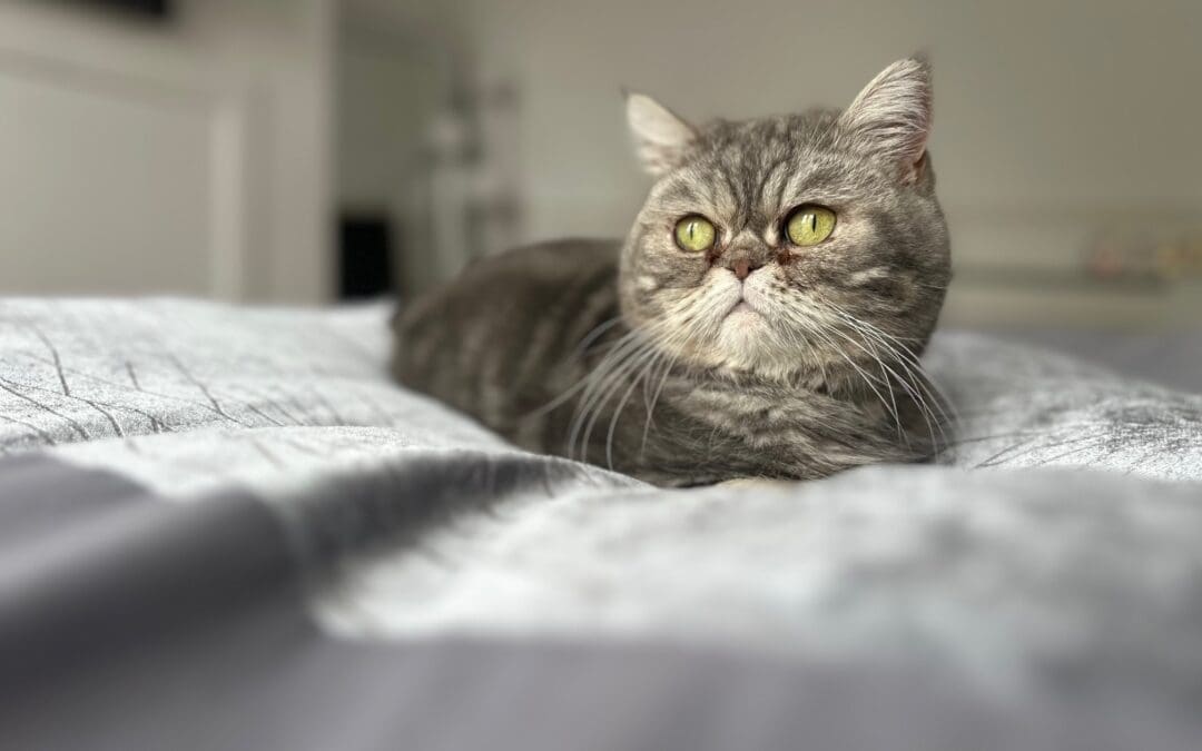 Miss Tiddles Wilson Fuzzy