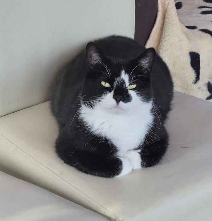 Chantelle — Domestic Shorthair