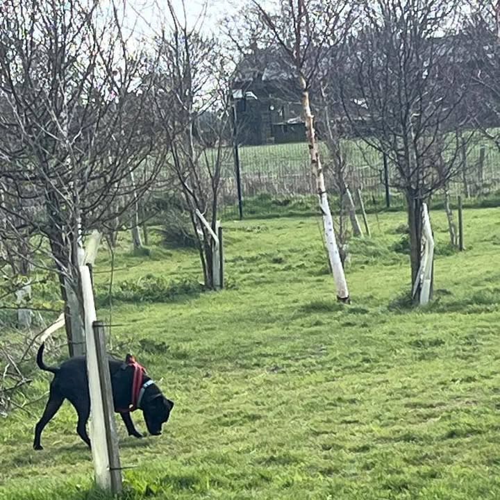 Freshfields Animal Rescue