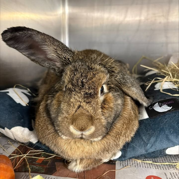 Freshfields Animal Rescue