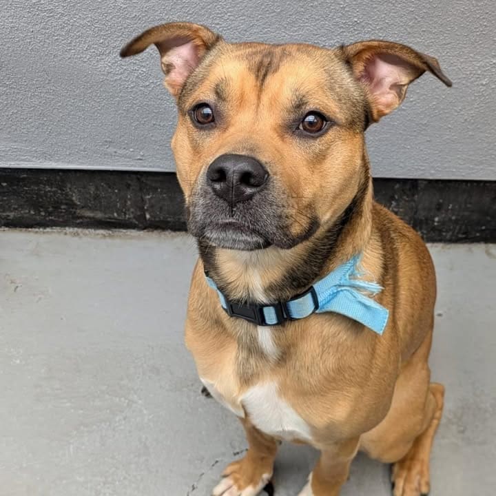 Freshfields Animal Rescue