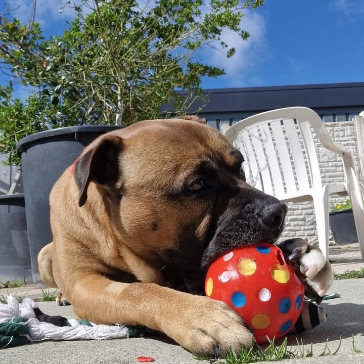 Freshfields Animal Rescue