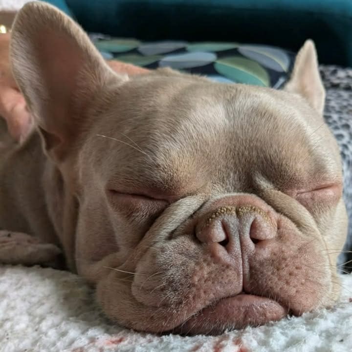 Freshfields Animal Rescue