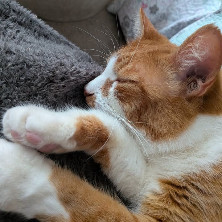 Freshfields Animal Rescue