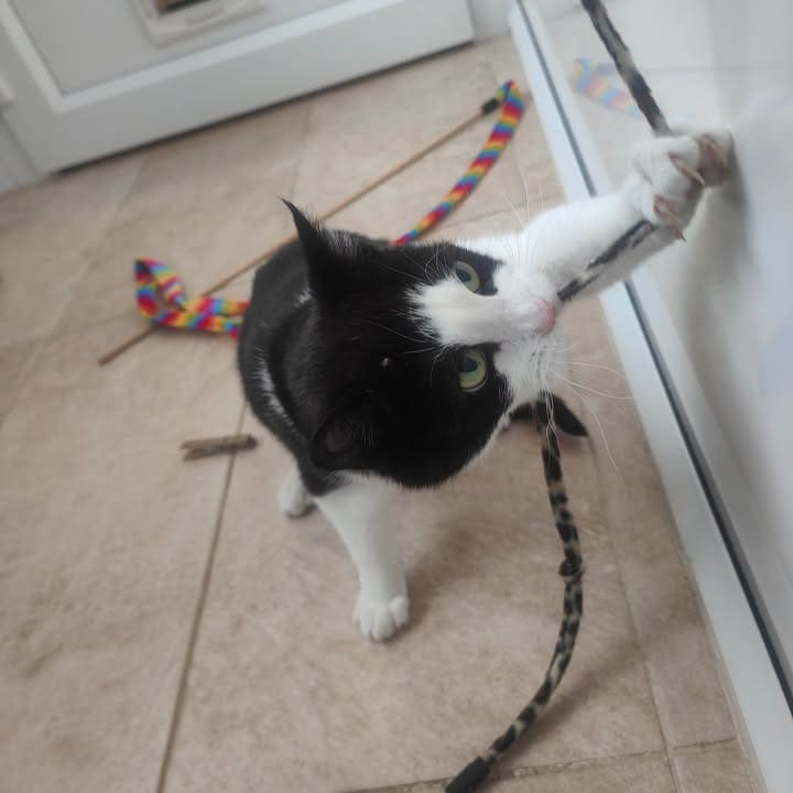 Freshfields Animal Rescue