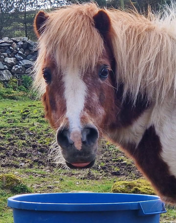 Freshfields Animal Rescue