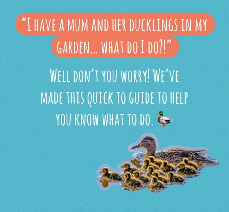 Freshfields Animal Rescue