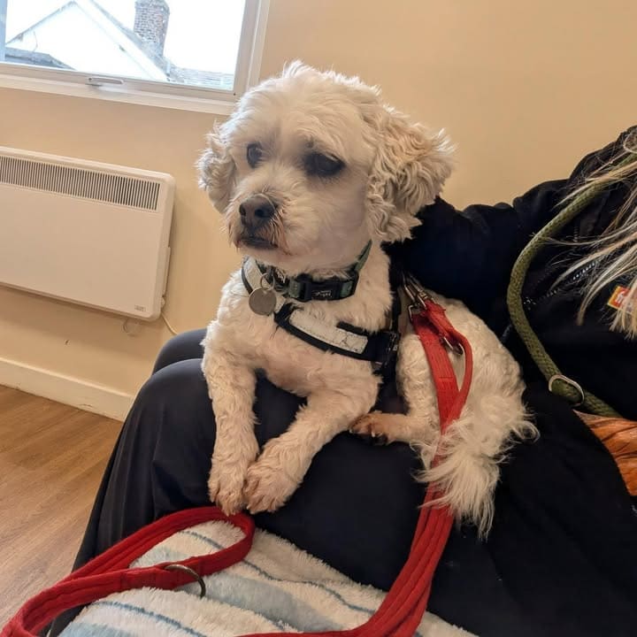 Freshfields Animal Rescue