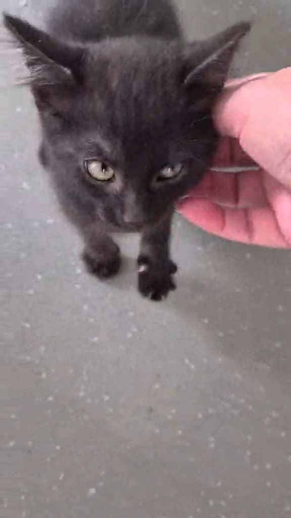 Freshfields Animal Rescue