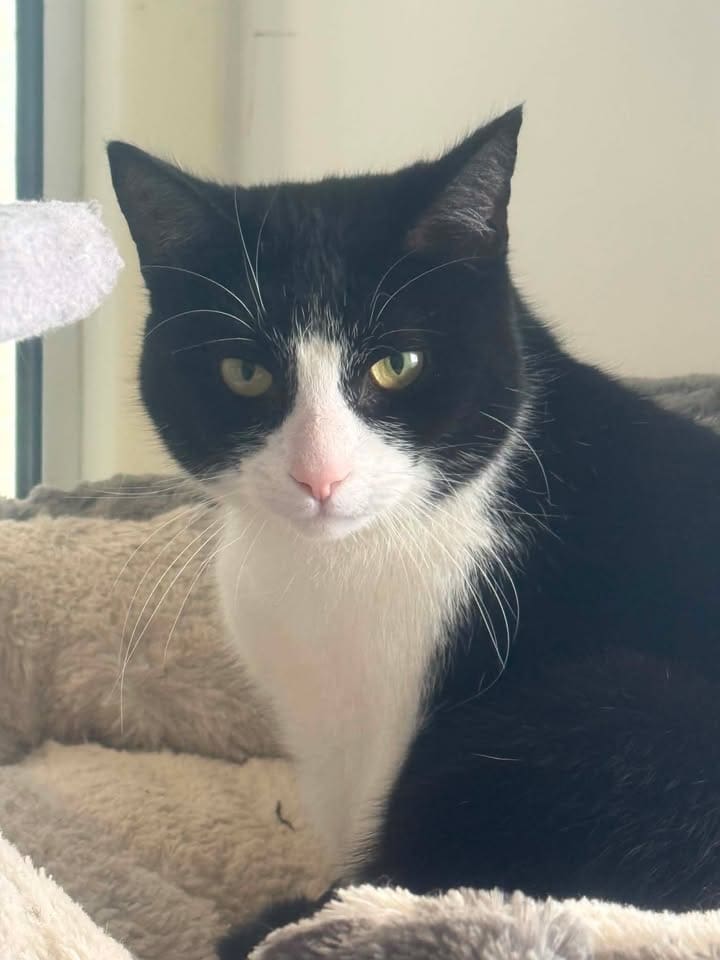 Freshfields Animal Rescue