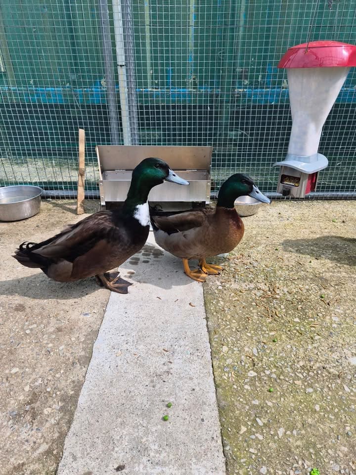 Freshfields Animal Rescue