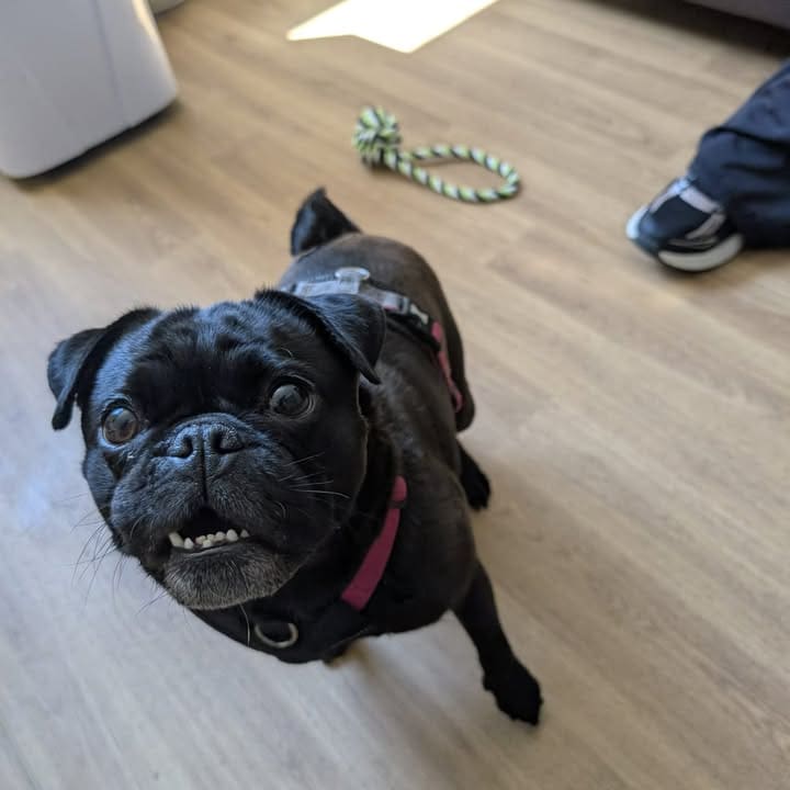 Freshfields Animal Rescue