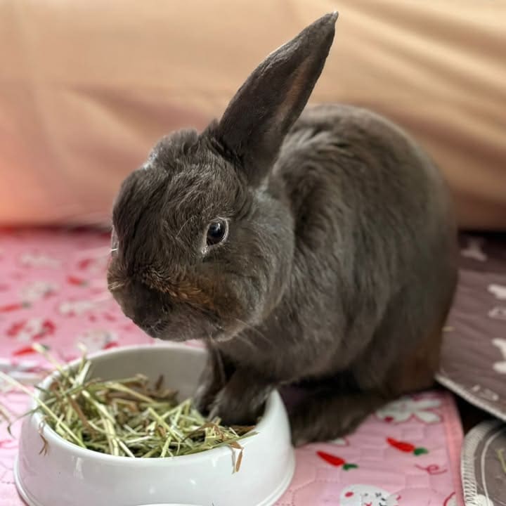 Freshfields Animal Rescue