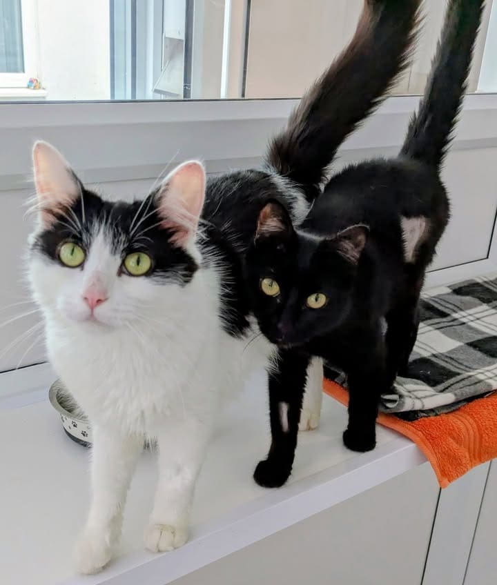 Freshfields Animal Rescue