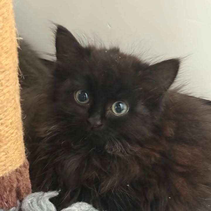 Freshfields Animal Rescue