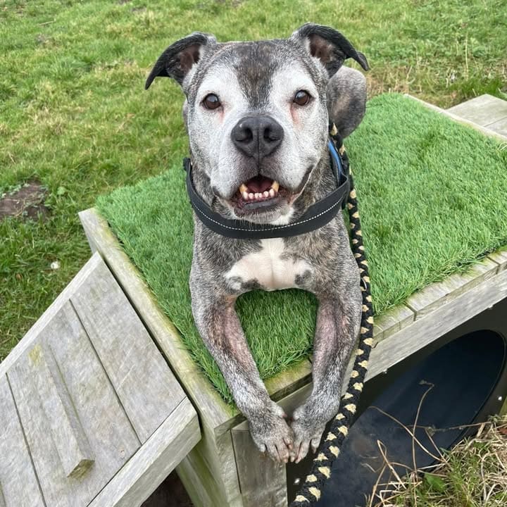 Freshfields Animal Rescue