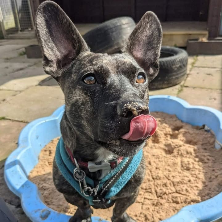 Freshfields Animal Rescue