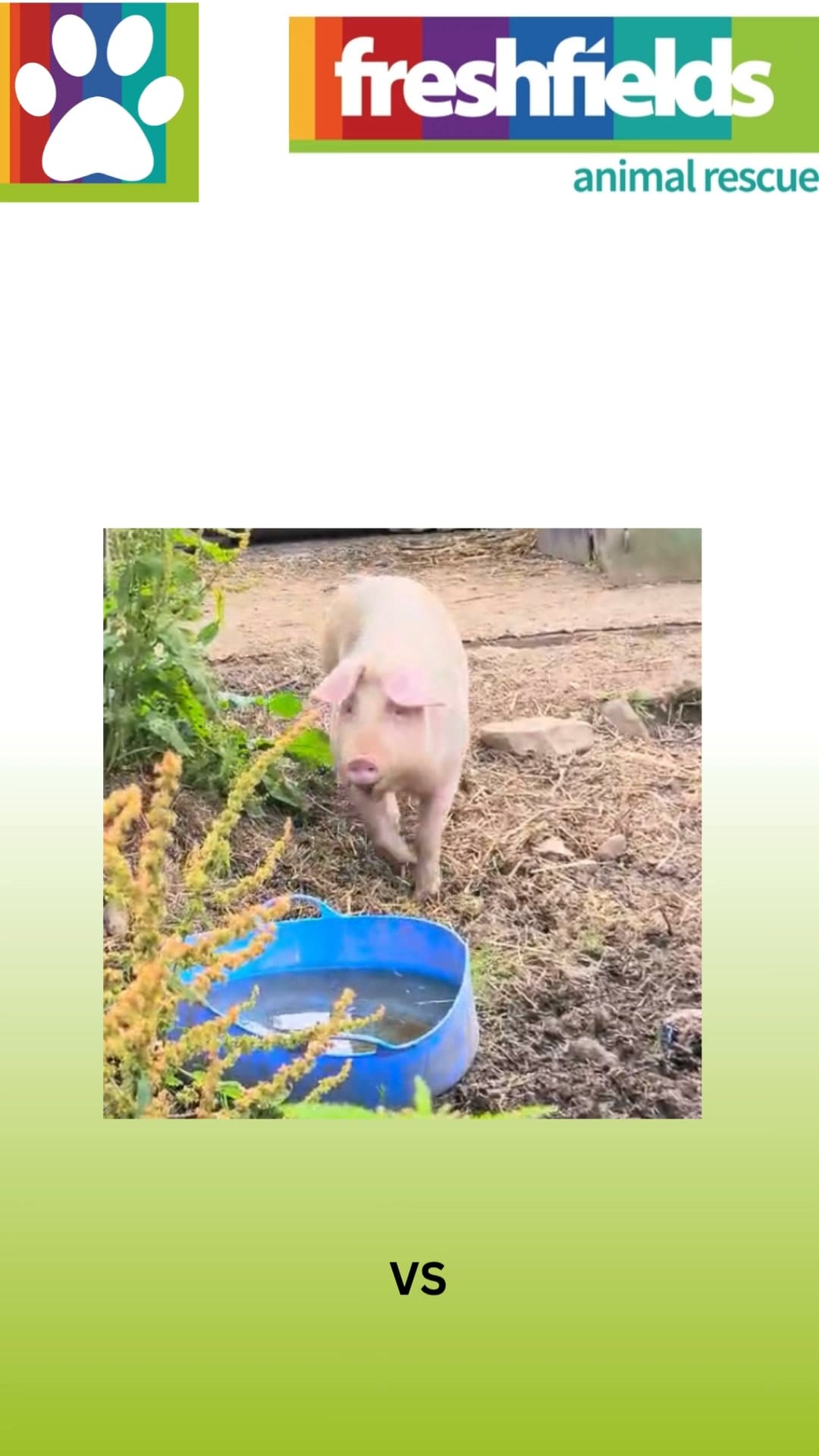 Freshfields Animal Rescue