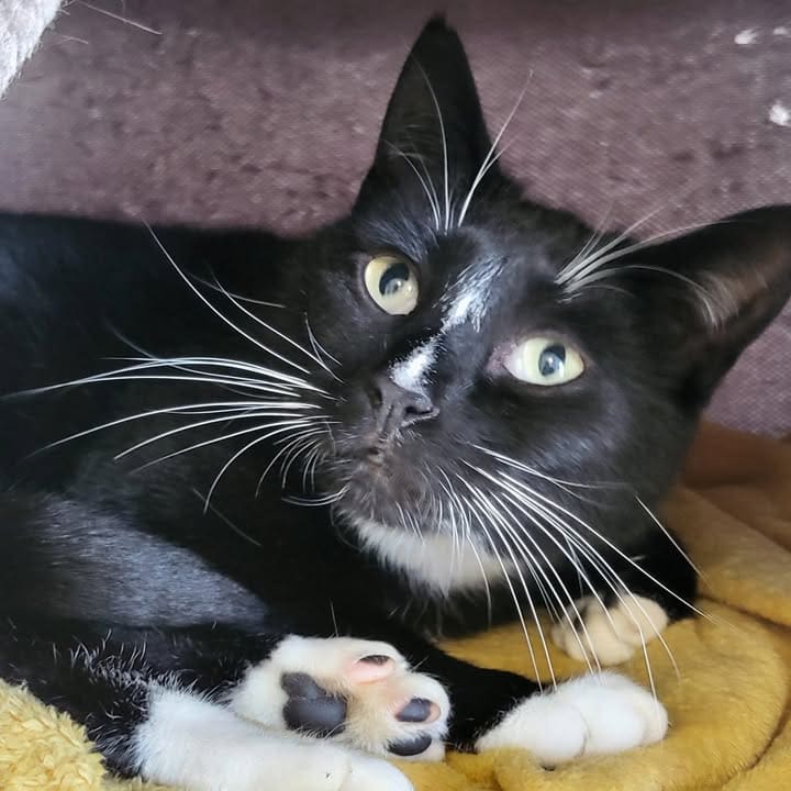 Freshfields Animal Rescue