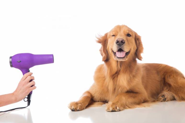 Your all encompassing guide to dog grooming!