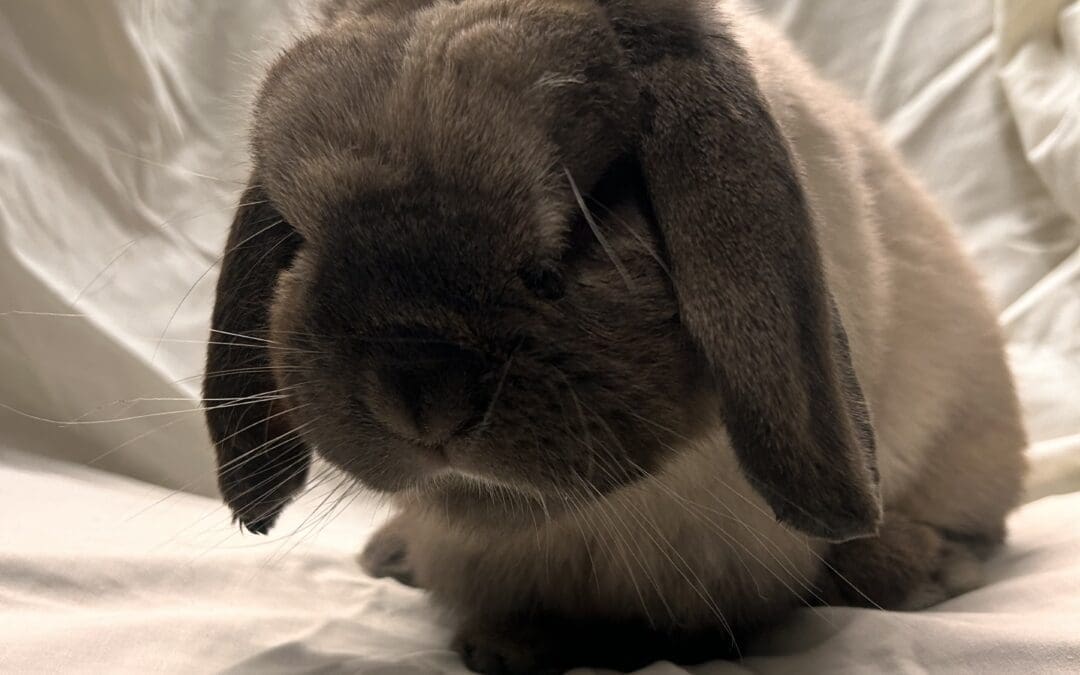 Gus