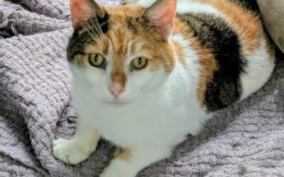 Lulu