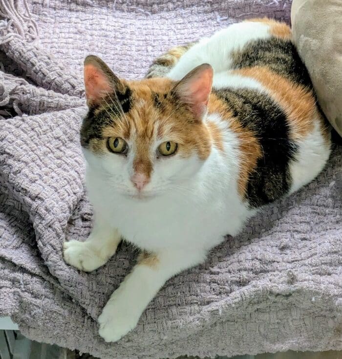 Lulu — Domestic Shorthair