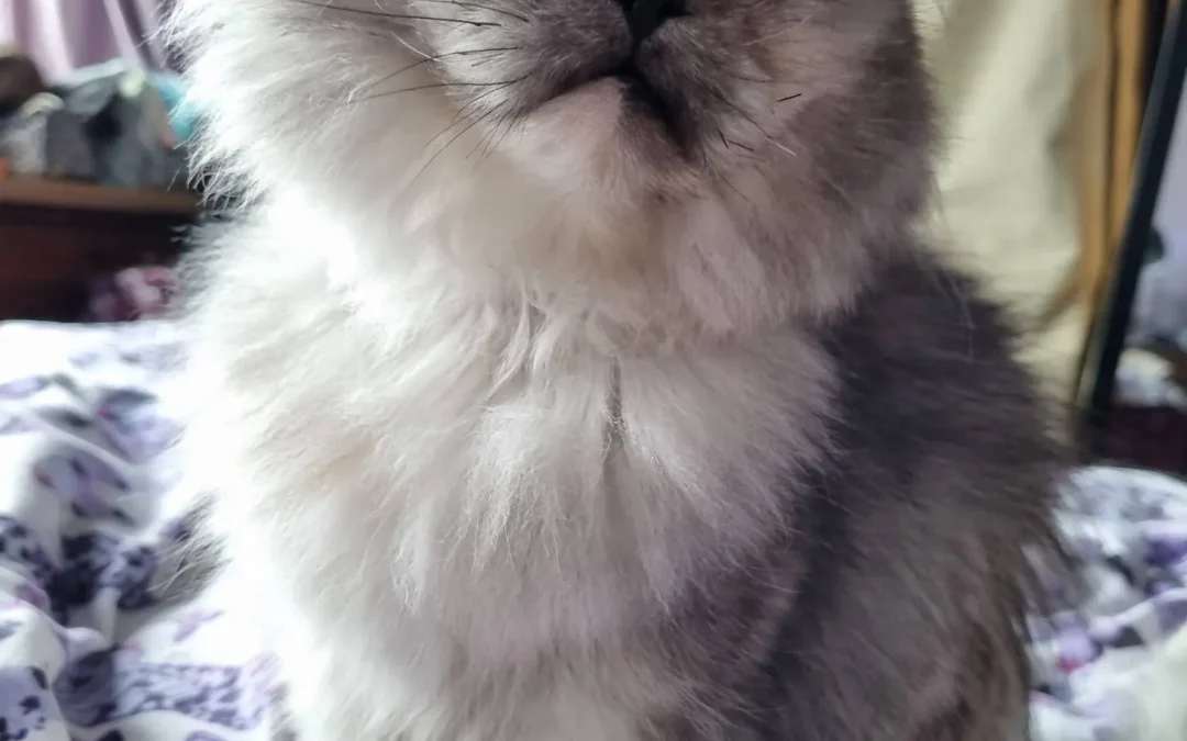Kiki