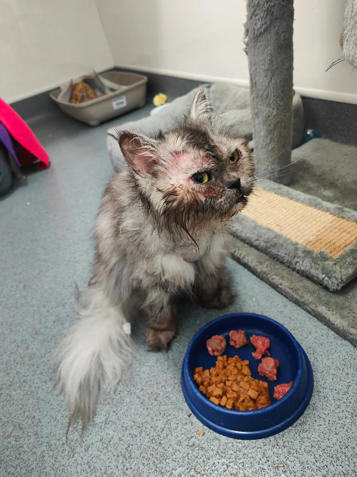 kiki before treatment