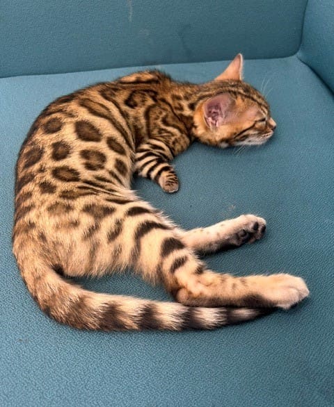 MAU
