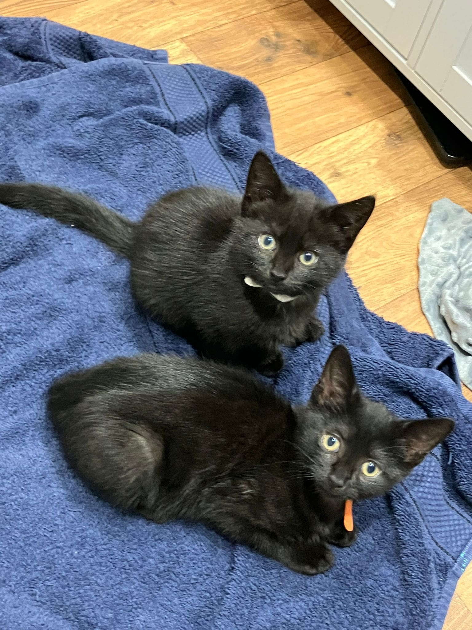 KITTENS — Multiple