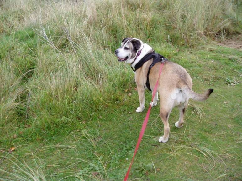 Tess
