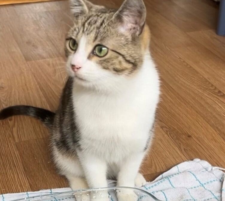 Uisce (pronounced ishka)
