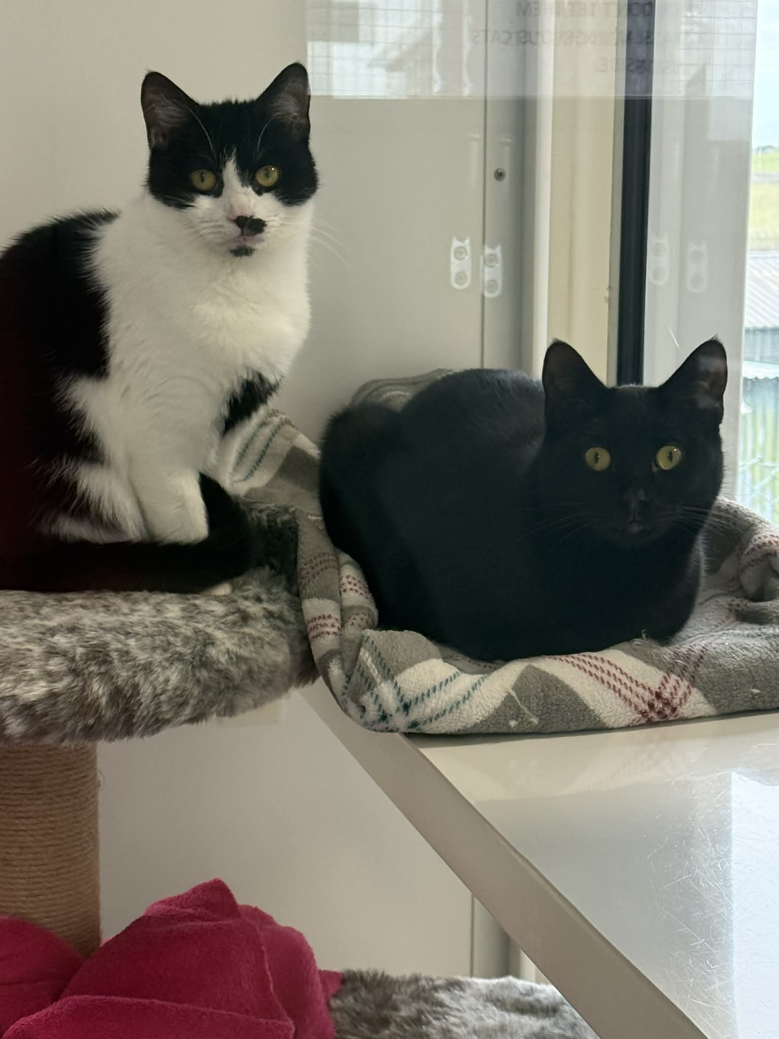 Neo & Natasha — Domestic Shorthair
