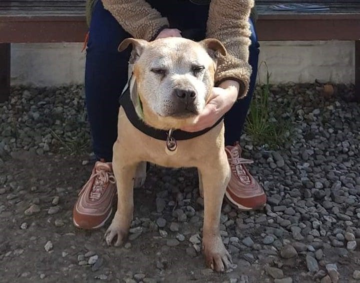 scoob rehomed