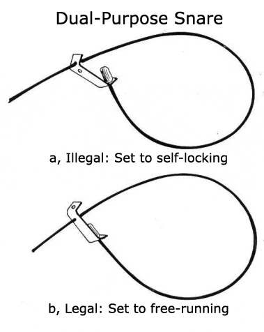 snares_the law