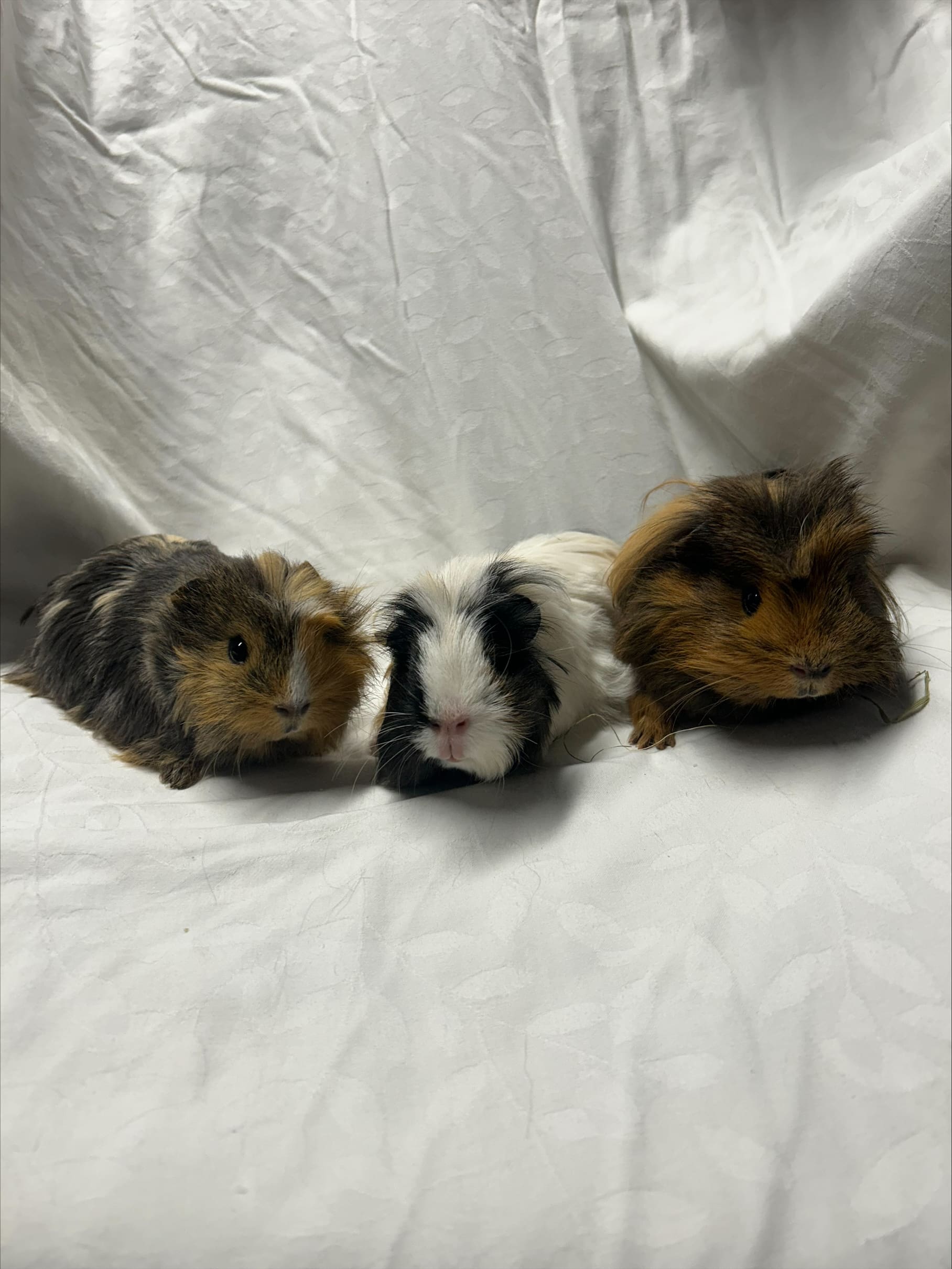 Dipsy, LaaLaa & Po — Guinea Pig